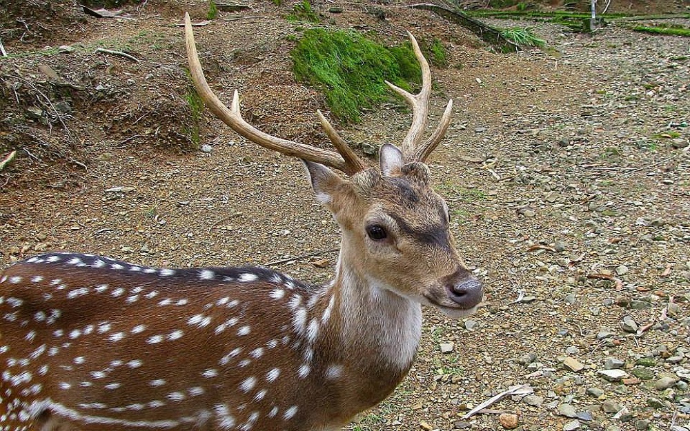 picture of a deer at Ross Island
