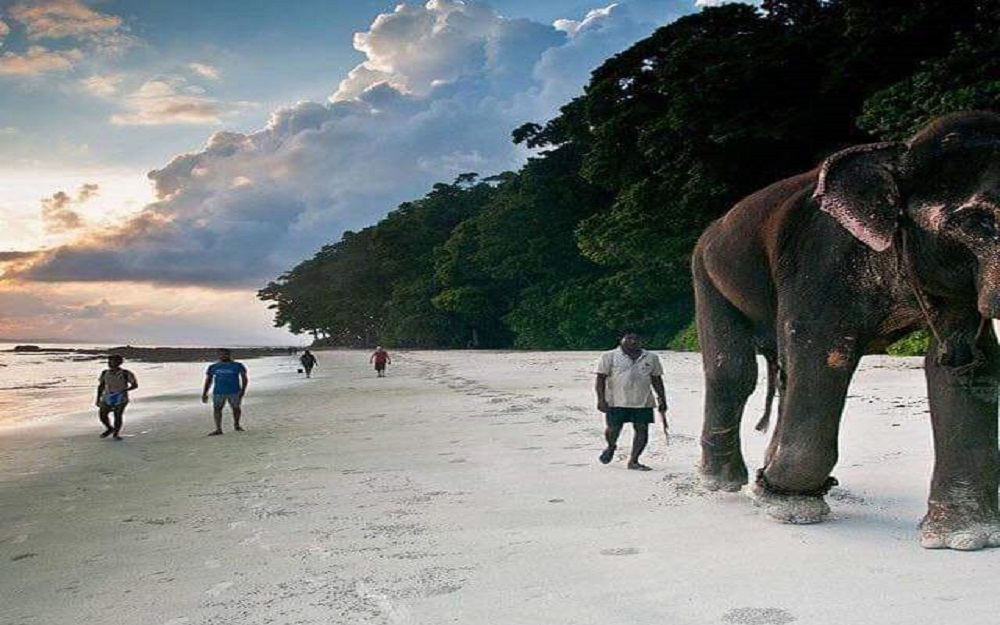 picture of an elephant at Havelock's Island beach